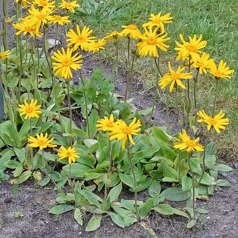 Urtegartneriet øko Arnika Arnica montana frø guldblomme