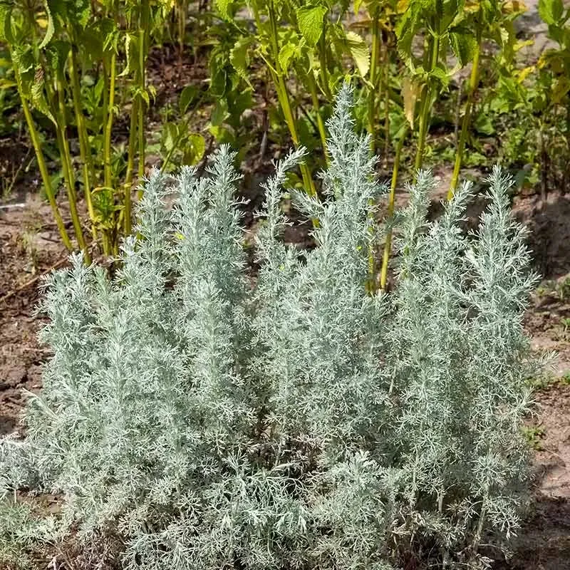 Urtegartneriet øko Strandmalurt Artemisia maritima frø