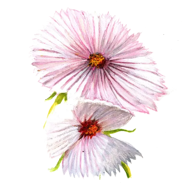 NordFrö Cupcake Blush blomsterfrø lyserød snit