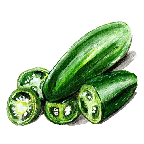 NordFrö Early Jalapeño chilifrø 8 cm tidlig