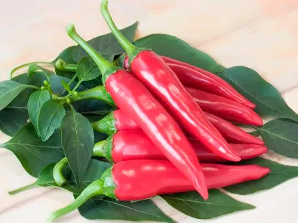 Urtegartneriet øko Chili de Cayenne frø 15 stk stærk