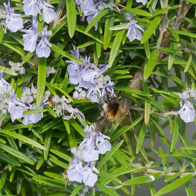 Urtegartneriet øko Rosmarin Rosmarinus officinalis frø ca. 100 frø krydderurt