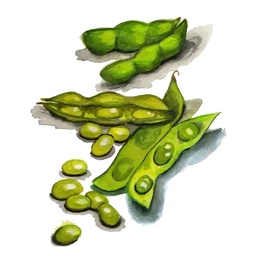 NordFrö Hokkai Green edamame frø proteinrig