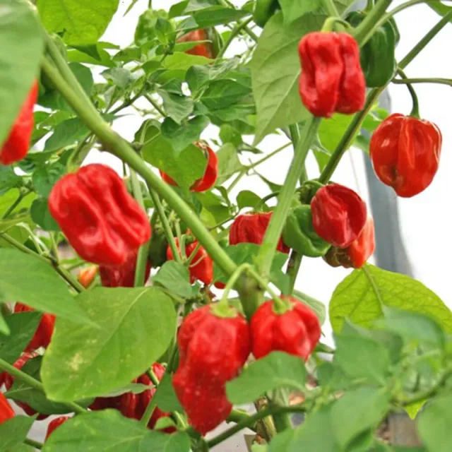 Natureseeds Habanero chilifrø stærk 10 stk
