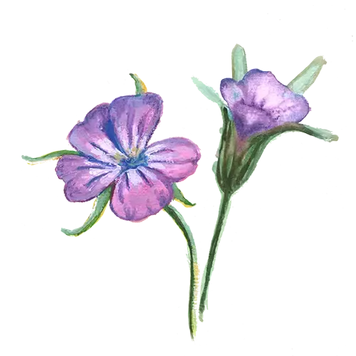 NordFrö Klätt frø rødviolet vildblomst