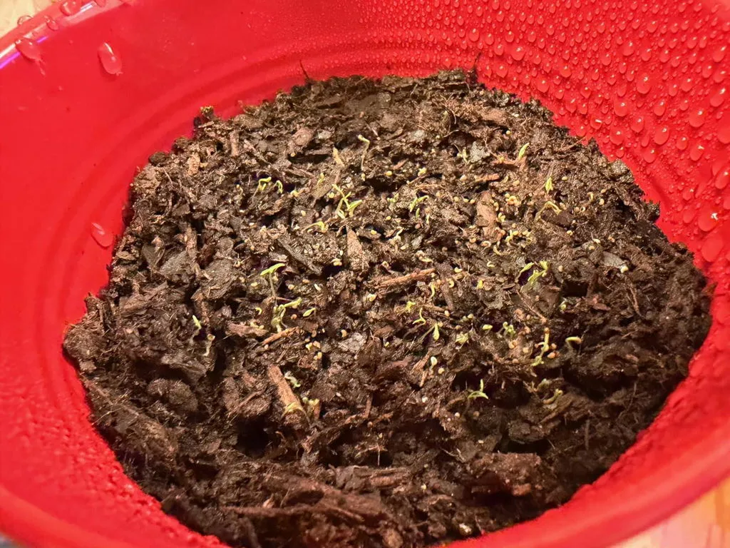 Buzzy Seeds Flower Pail Mini Rose Lavender dyrkningssæt 2-pak duft