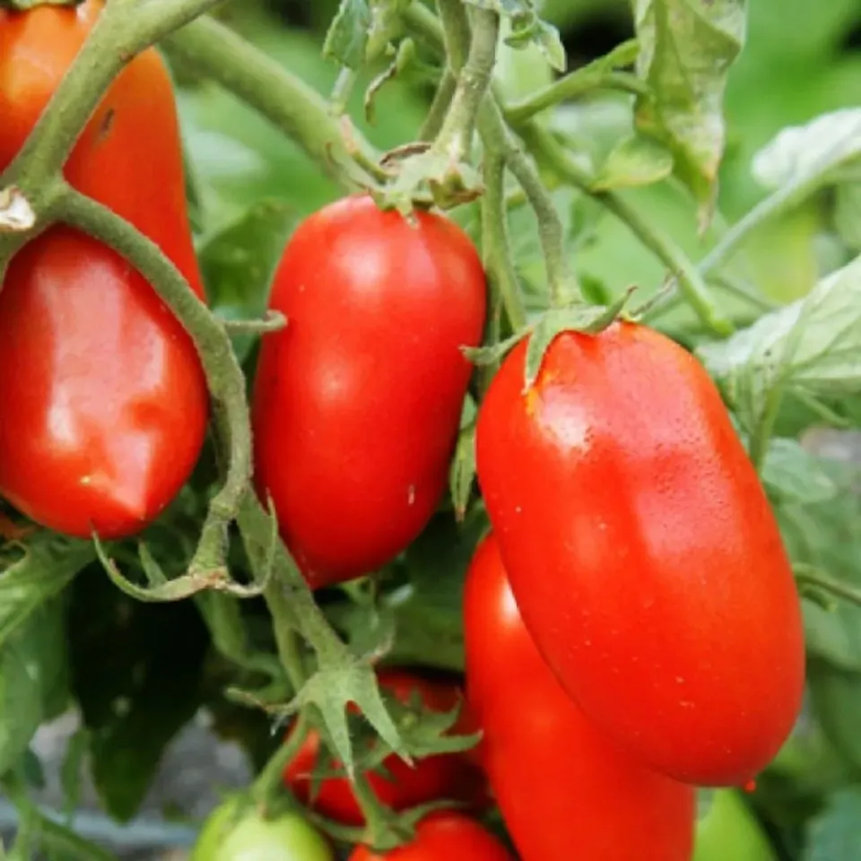 Natureseeds Roma VF tomatfrø 10 frø saucetomat