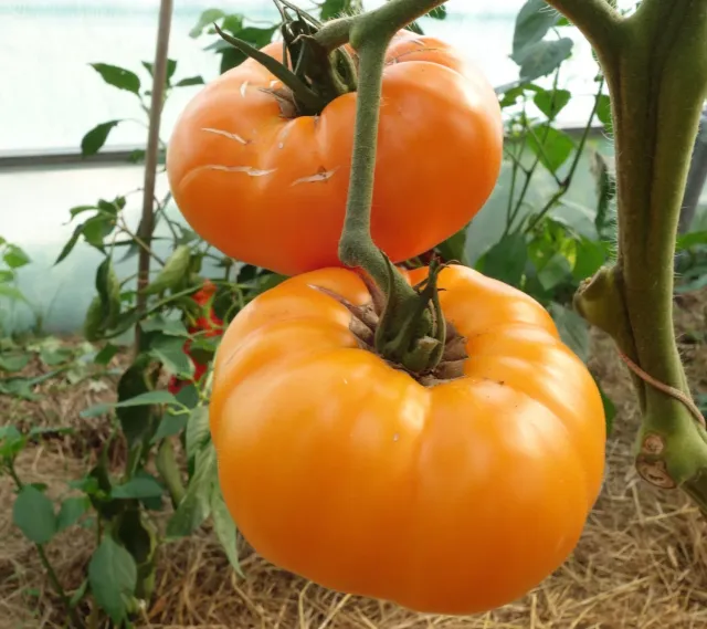 Natureseeds Brandywine Gul tomatfrø 10 stk drivhus