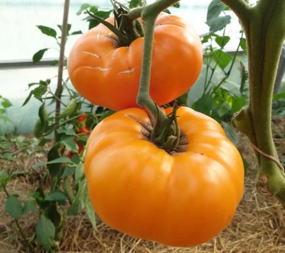 Natureseeds Brandywine Gul tomatfrø 10 stk drivhus