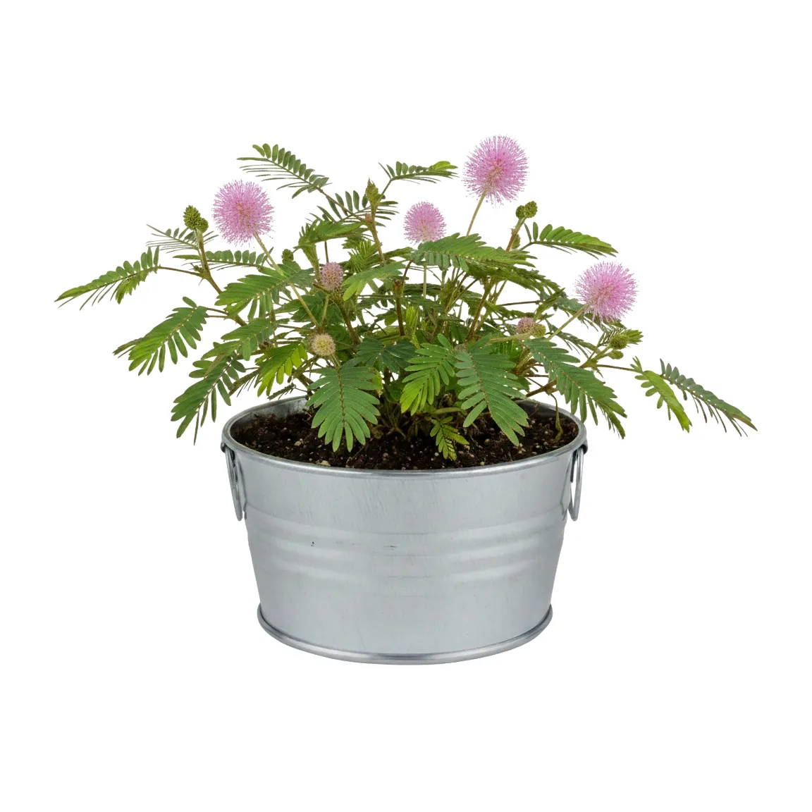 Buzzy Seeds Sensitive Plant dyrkningssæt mini basin røreplante