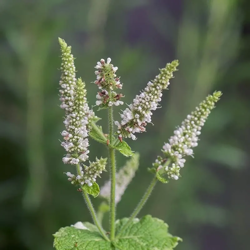 Urtegartneriet øko Ananasmynte Mentha frø mild