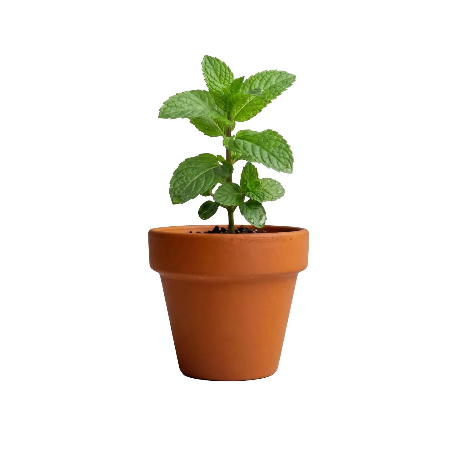 Buzzy Seeds Pebermynte dyrkningssæt 6 mini terracotta