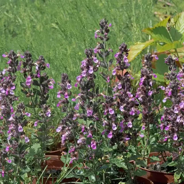 Urtegartneriet øko Ædelkortlæbe Teucrium chamaedrys frø flerårig