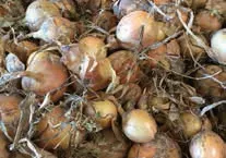 Trifolium Stuttgarter Zittauer stikløg 200g gule
