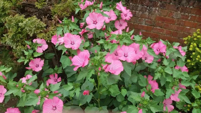 Natureseeds Silver Cup mamelukærme frø rosa