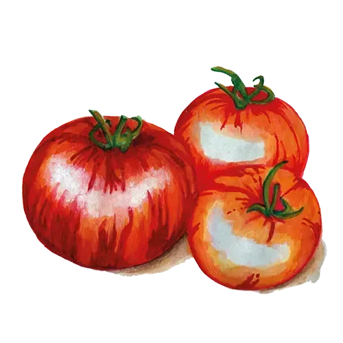 NordFrö Tigerella tomatfrø rød stribet tidlig