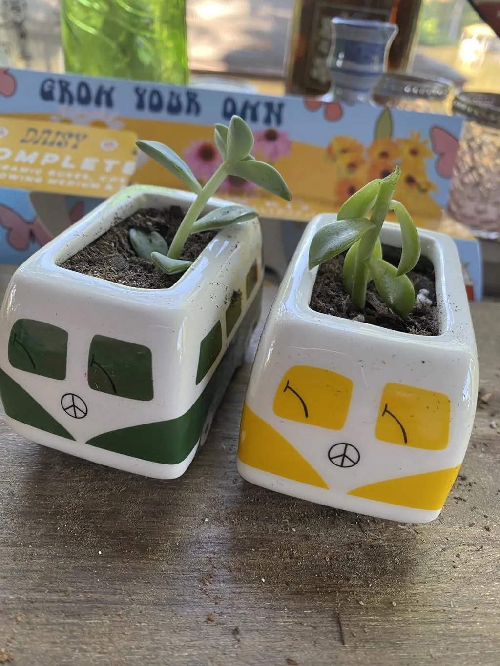 Buzzy Seeds Tea Garden tedyrkningssæt 3-pak urter