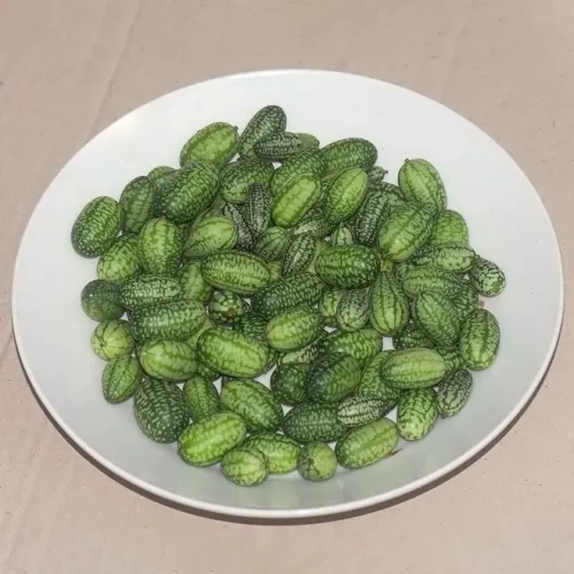 Urtegartneriet øko Jungleagurk frø 10 stk snackagurk