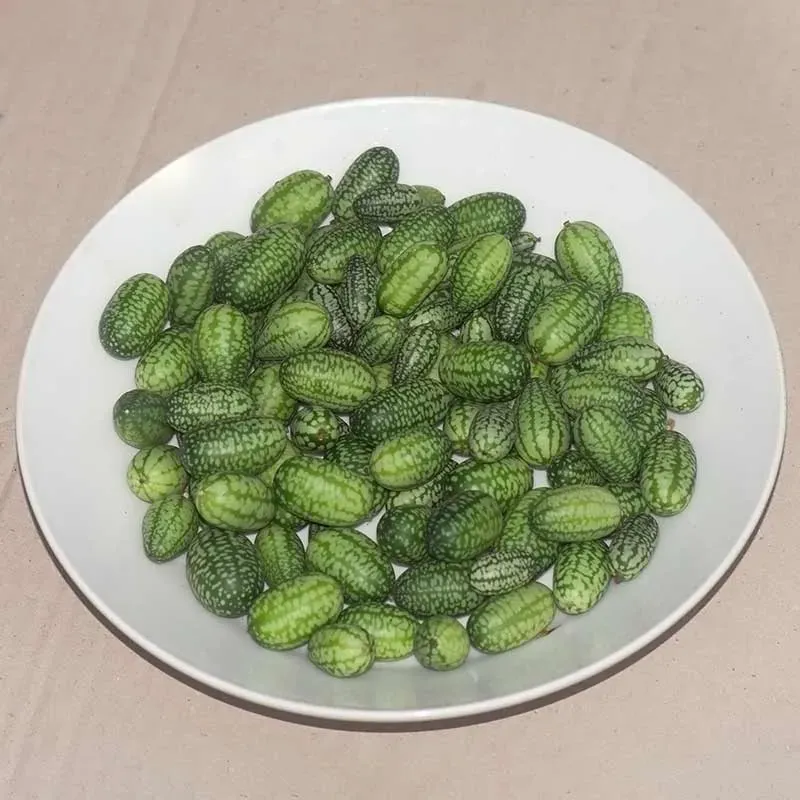 Urtegartneriet øko Jungleagurk frø 10 stk snackagurk