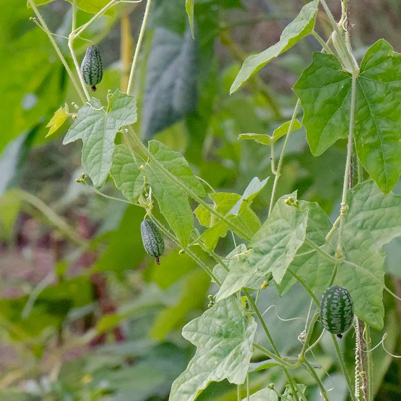 Urtegartneriet øko Jungleagurk frø 10 stk snackagurk