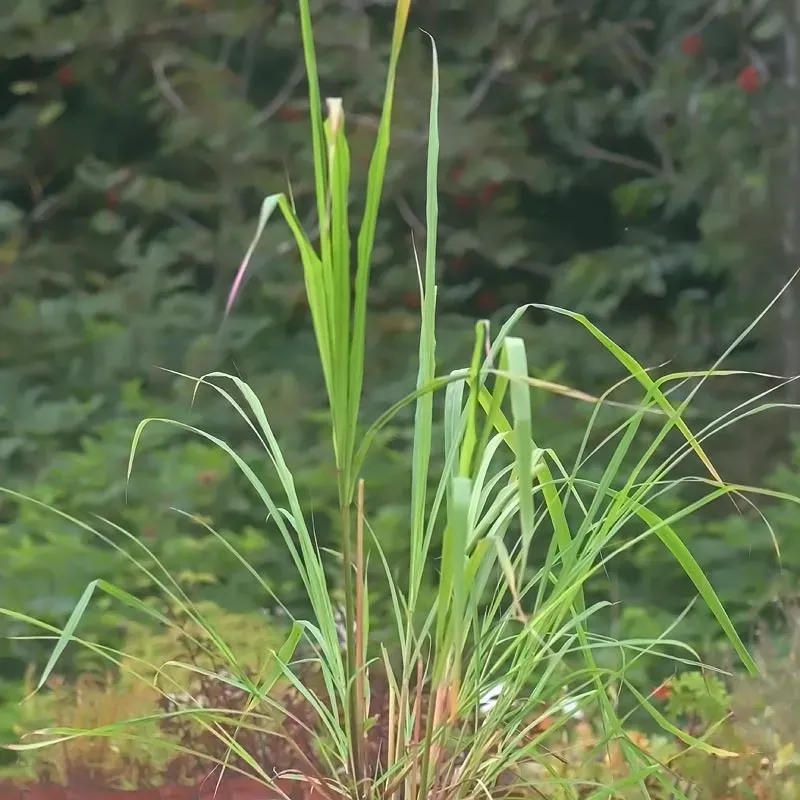 Urtegartneriet øko Citrongræs Cymbopogon frø asiatisk