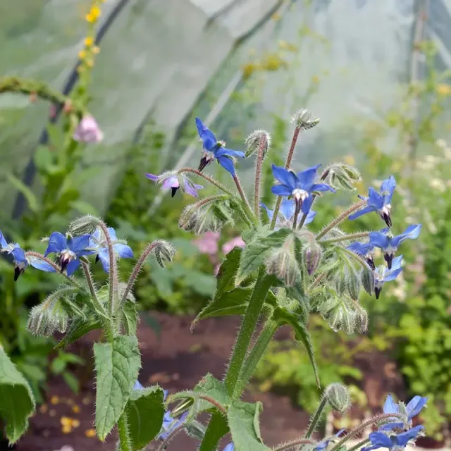 Urtegartneriet øko Hjulkrone frø Borago officinalis 35 frø
