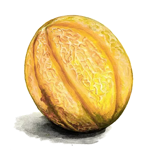 NordFrø Sweet Granite netmelonfrø tidlig