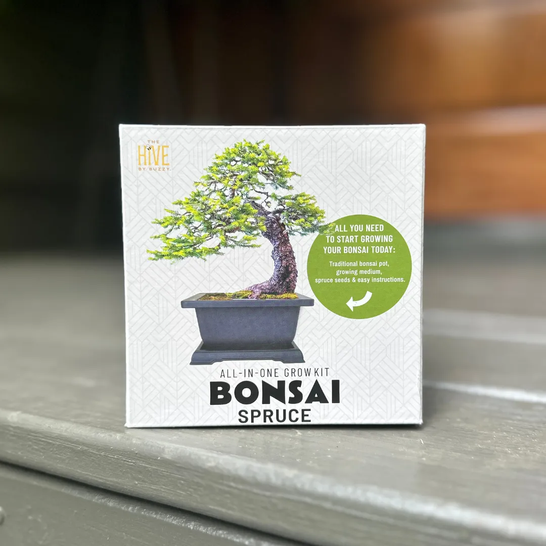 Buzzy Seeds Spruce Bonsai dyrkningssæt komplet med krukke