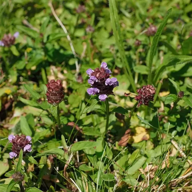 Urtegartneriet øko Almindelig Brunelle plante 20 cm vild