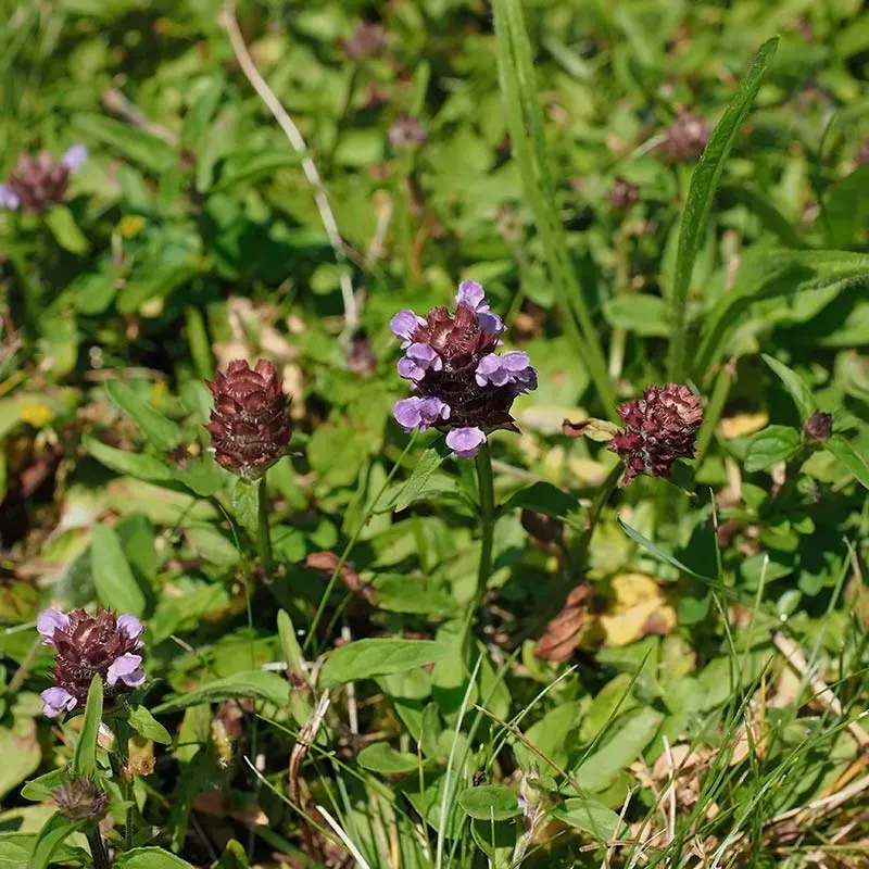 Urtegartneriet øko Almindelig Brunelle plante 20 cm vild
