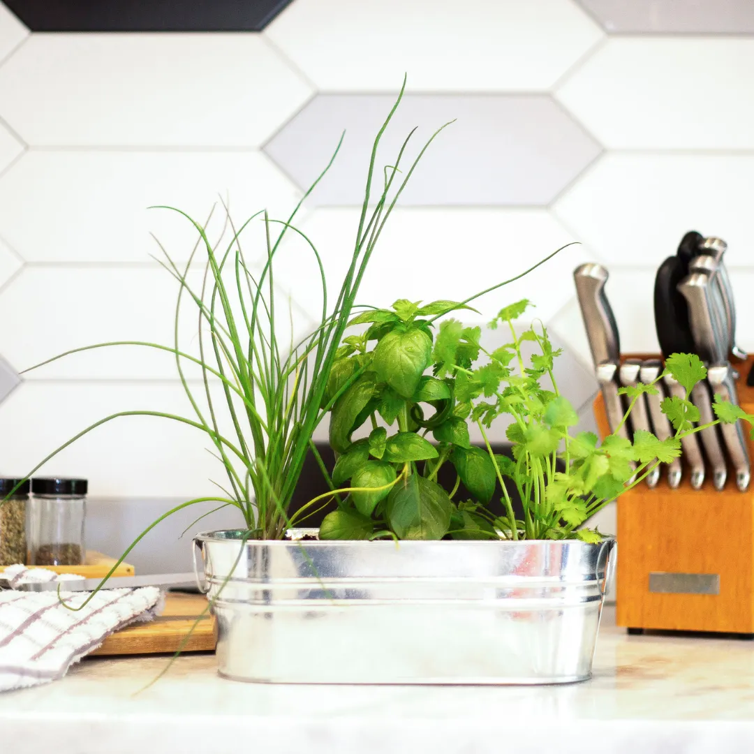 Buzzy Seeds Kitchen Herbs køkkenurtesæt basilikum mix