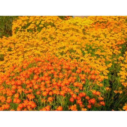 Urtegartneriet øko Tagetes appelsin frø 50 frø blandede farver