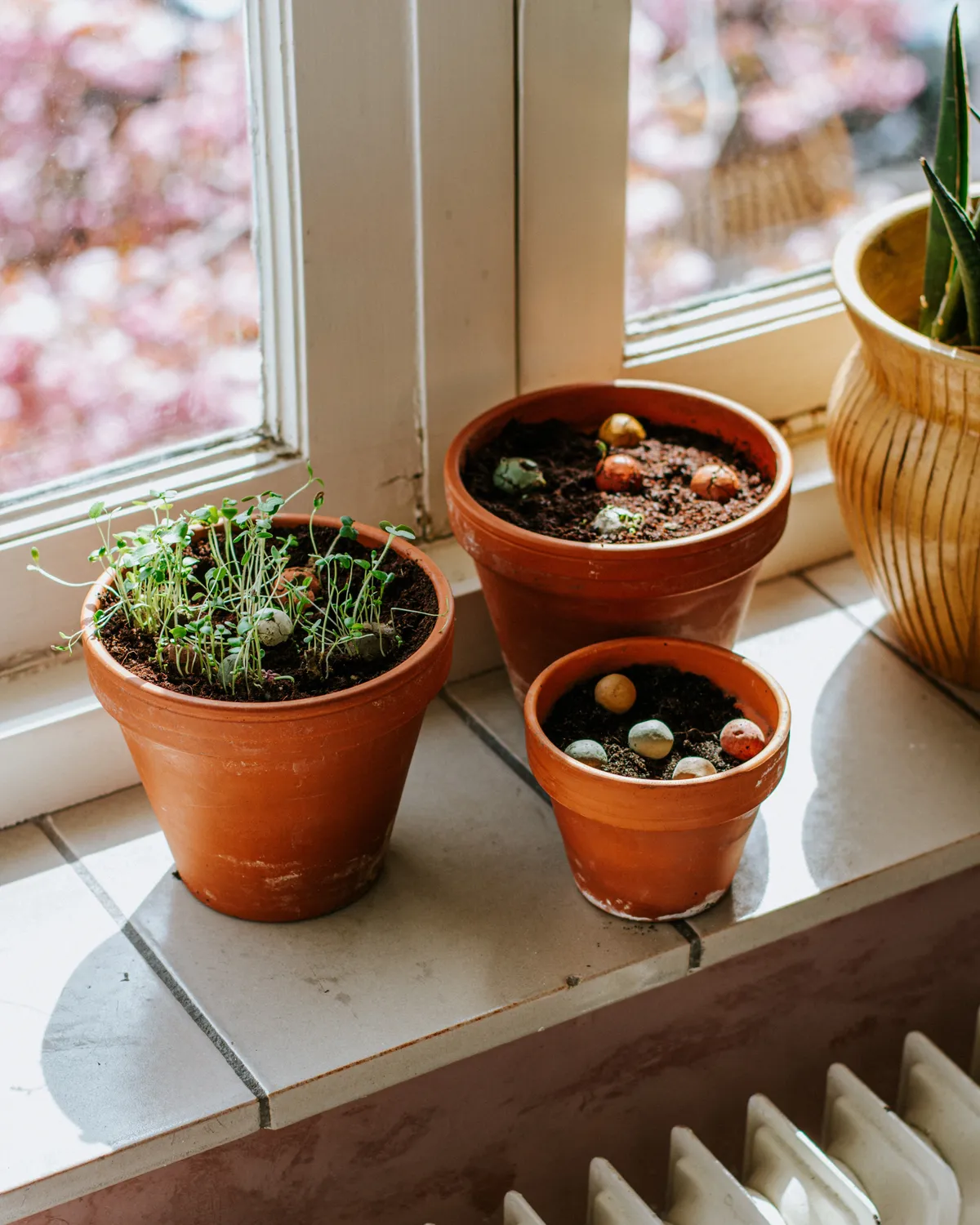 Blossombs Blister Lucky Gardening frøbomber 2 stk vildblomst