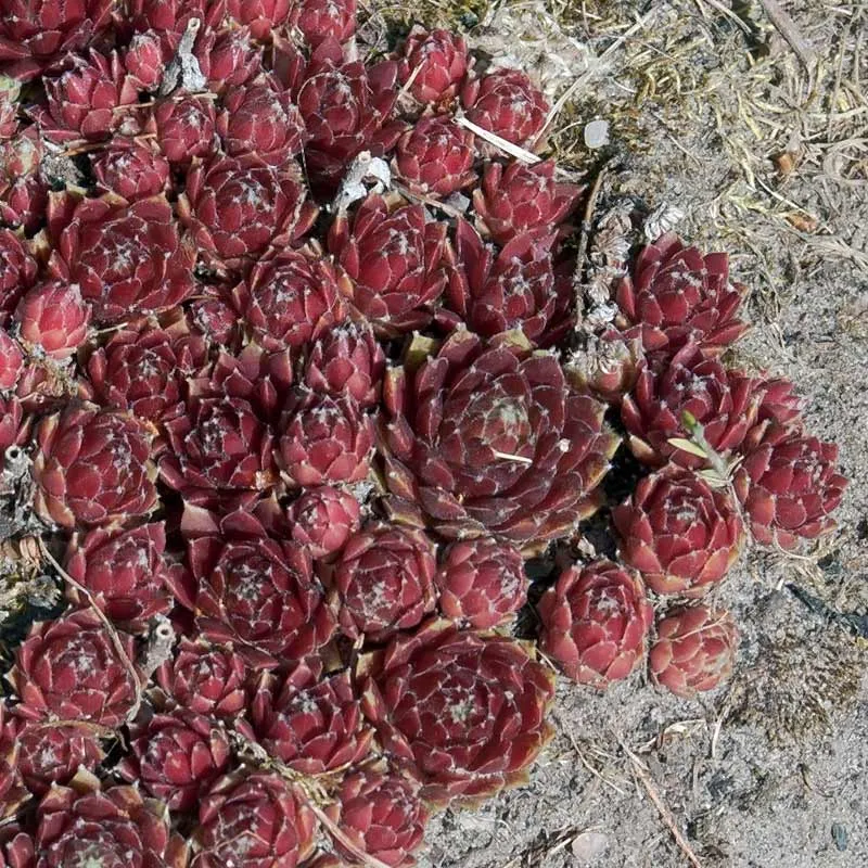Urtegartneriet øko Husløg frø Sempervivum tectorum tør jord