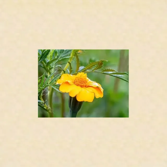 Urtegartneriet øko vild tagetes frø 100 stk gul