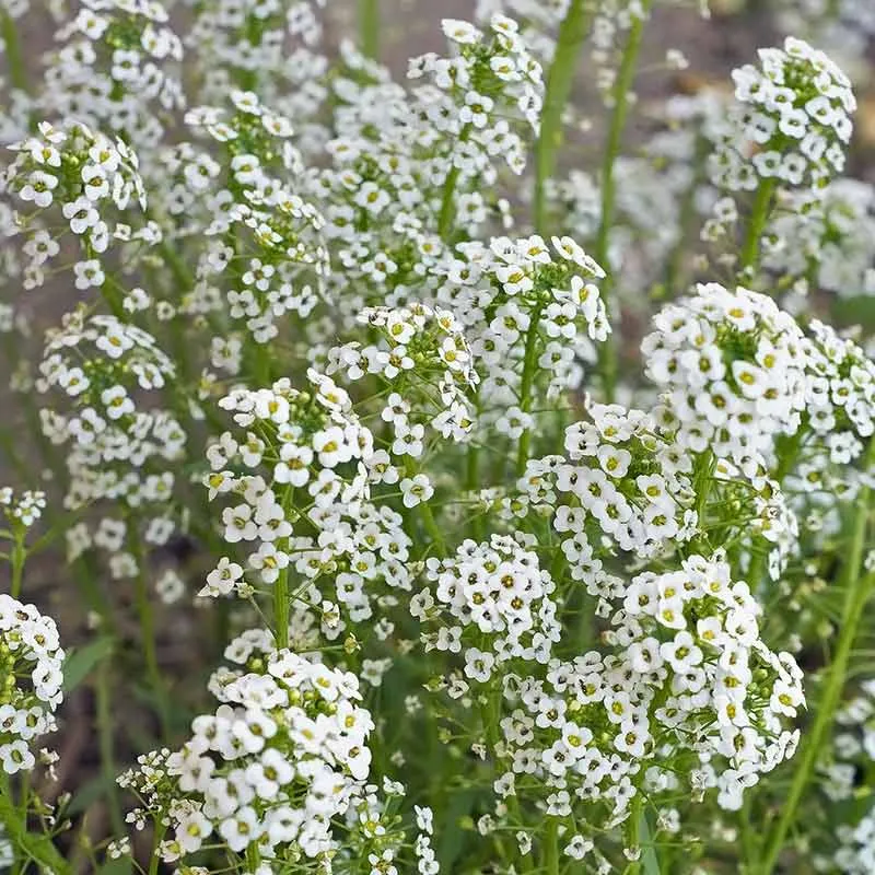 Urtegartneriet øko Gypsophila paniculata brudeslør frø 50 frø