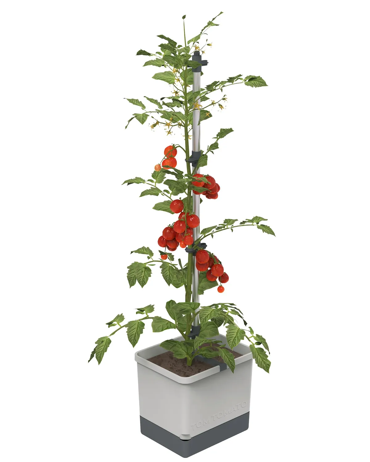 Buzzy Seeds selvvandende tomatpotte med espalier grøn
