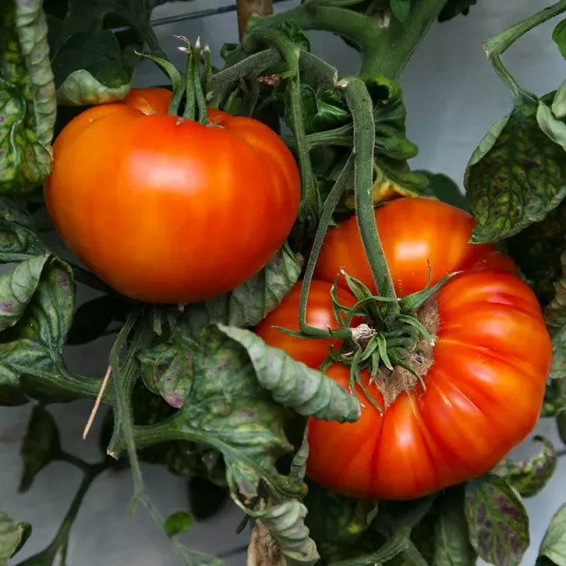 Urtegartneriet øko Marmande bøftomat frø 20 stk tidlig