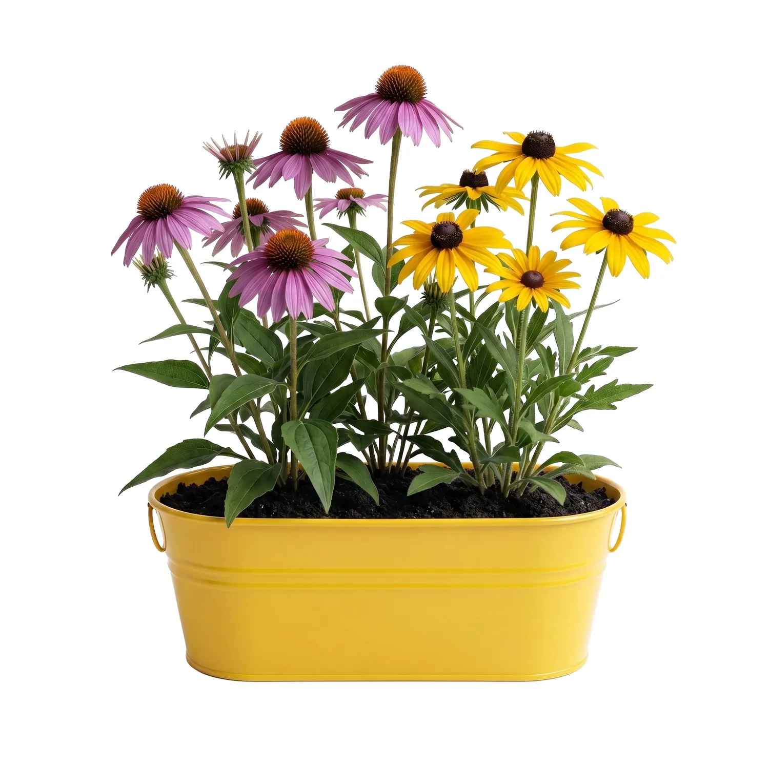 Buzzy Seeds Pollinator solhat rudbeckia dyrkesæt