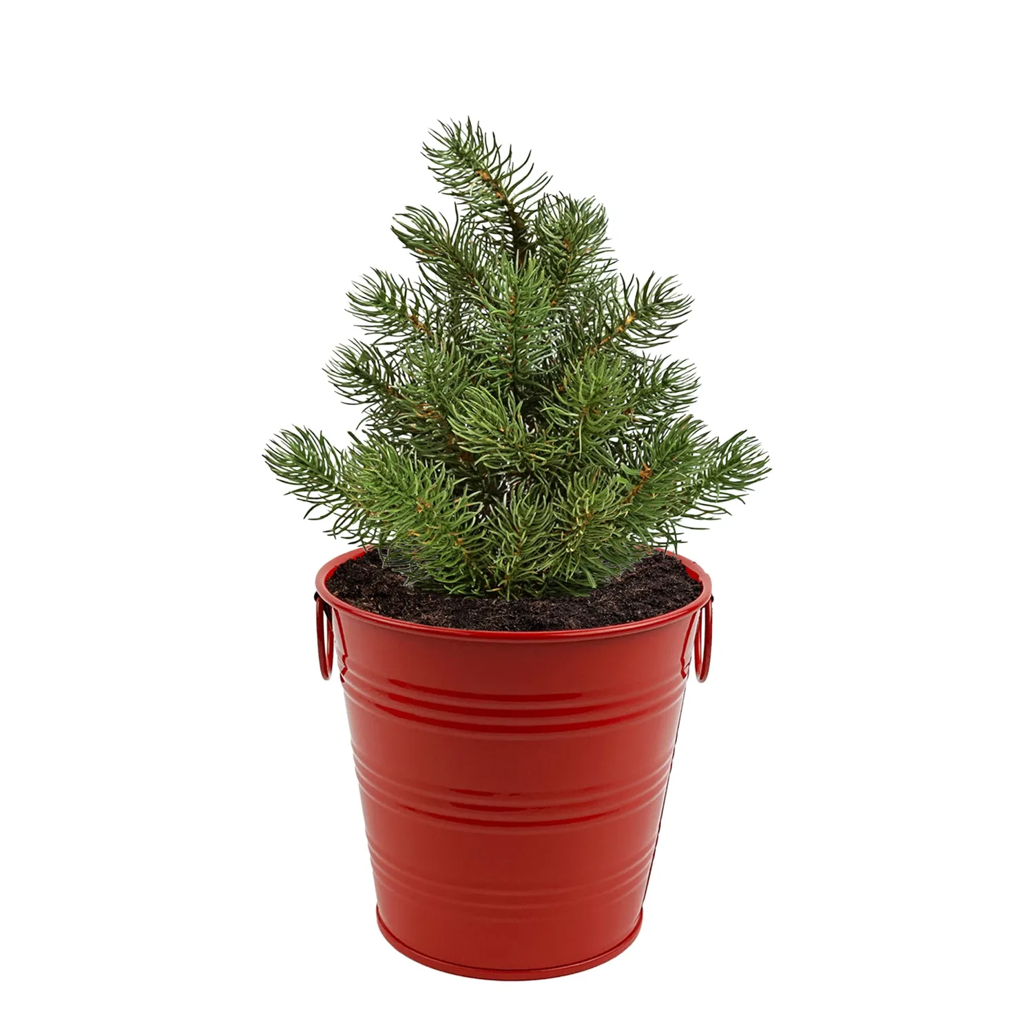 Buzzy Seeds Warm Wishes Holiday Pail dyrkningssæt rødgran