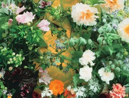 Holschers Spiselige Blomsterblanding frø mix