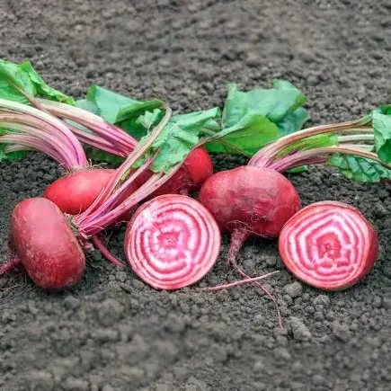 Urtegartneriet øko rødbede Tondo di Chioggia frø 100 stk