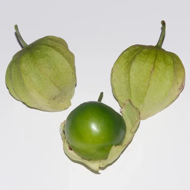 Urtegartneriet øko Tomatillo grøn frø 8 frø