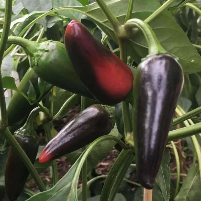 Natureseeds Black Hungarian chilifrø 10 stk mild