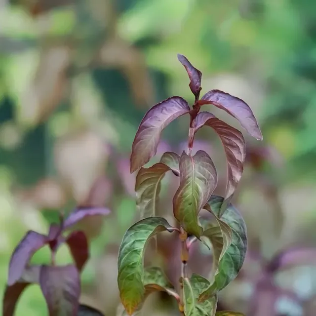 Urtegartneriet øko Vandpeber japansk frø Polygonum 80 cm