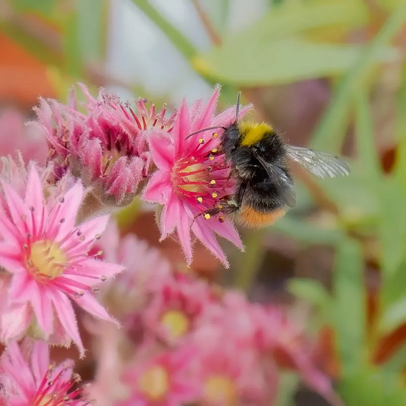 Urtegartneriet øko Husløg frø Sempervivum tectorum tør jord
