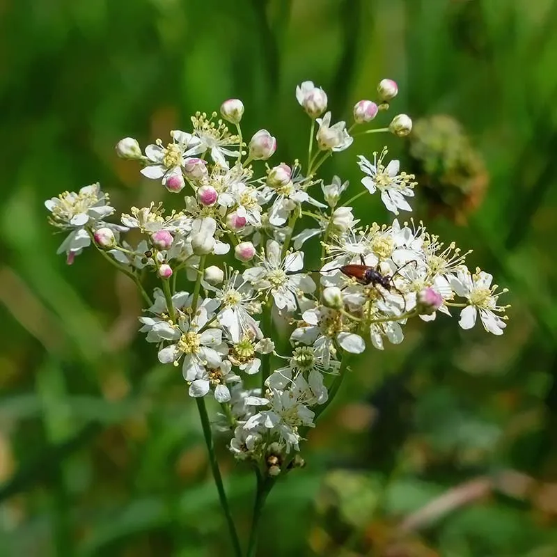 Urtegartneriet øko Mjødurt Filipendula ulmaria frø 50 stk