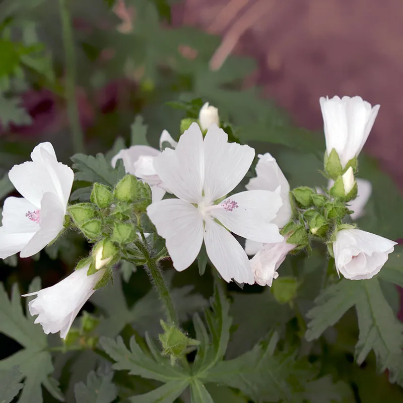 Urtegartneriet øko Moskuskatost blomsterfrø 100 frø
