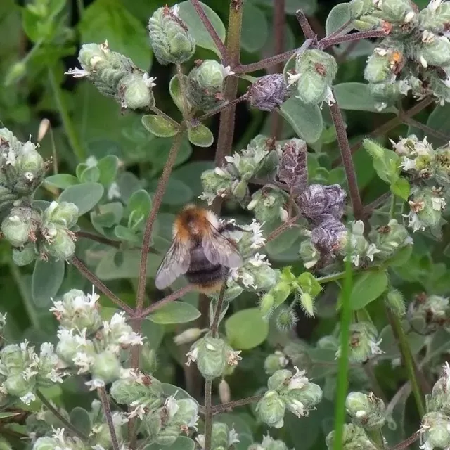Urtegartneriet øko Havemerian Origanum majorana plante