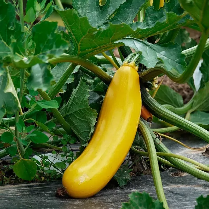 Urtegartneriet øko Squash Gold Rush frø 7 stk gul